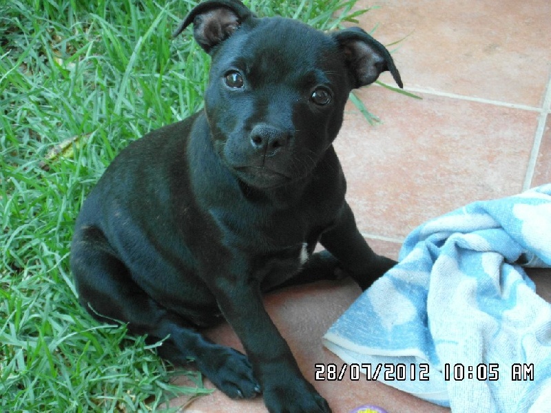 Di Tinaro - Staffordshire Bull Terrier - Portée née le 29/05/2015